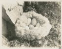 Image of Brant's Nest